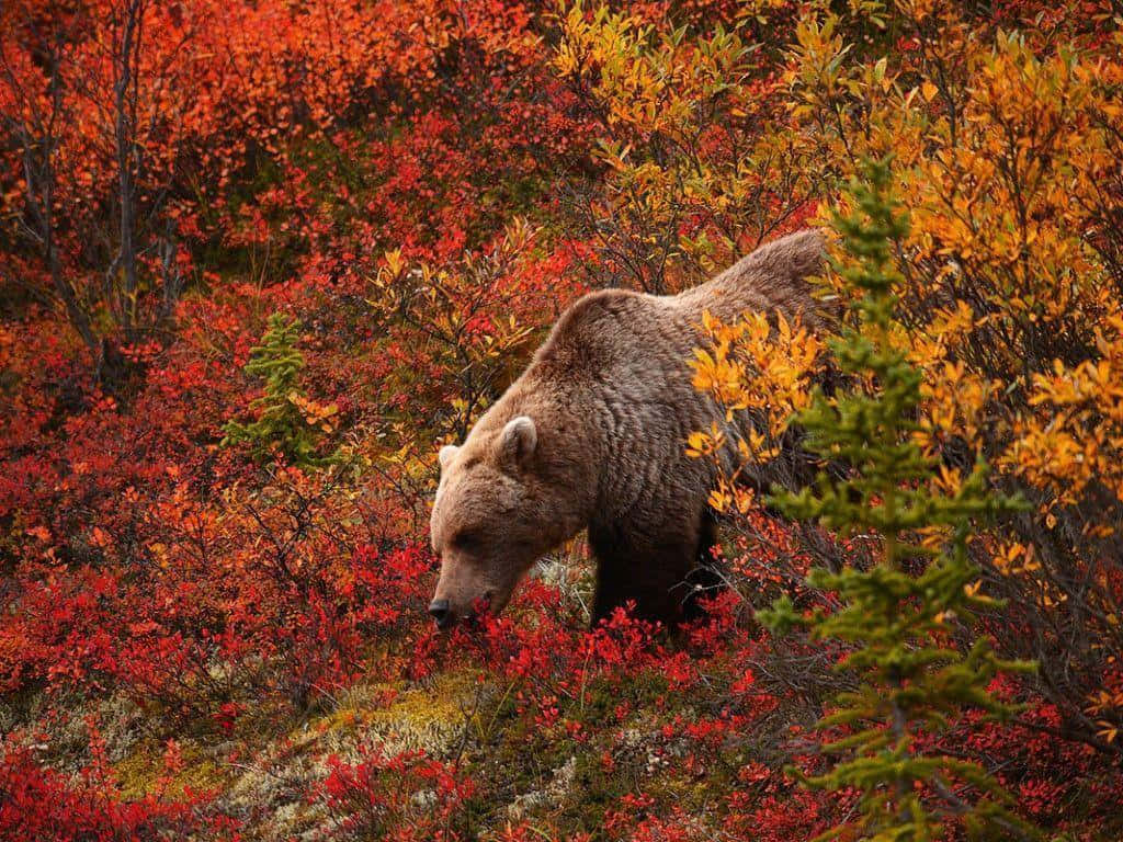 Autumn Grizzlyin Colorful Foliage Wallpaper
