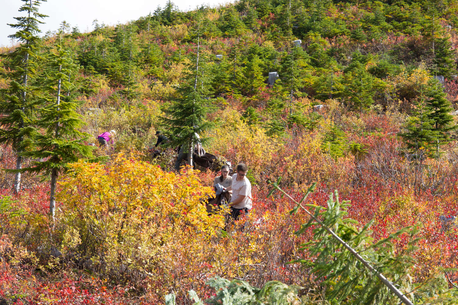 Autumn Huckleberry Picking Wallpaper