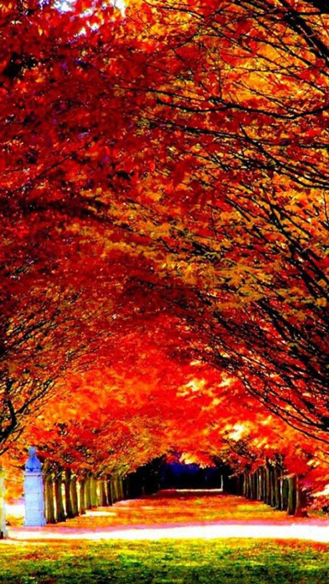 Autumn Iphone Beautiful Red Trees Wallpaper