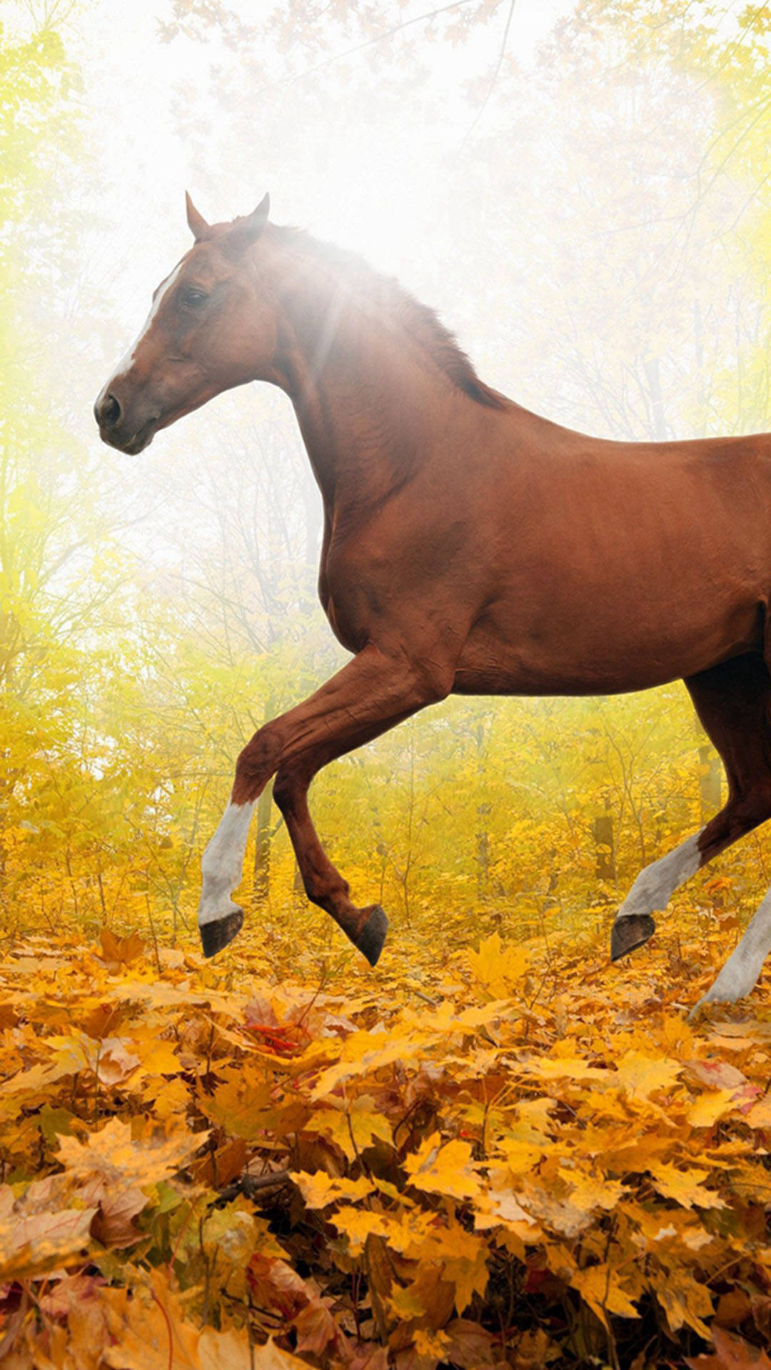 Autumn Iphone Foliage With Brown Horse Wallpaper