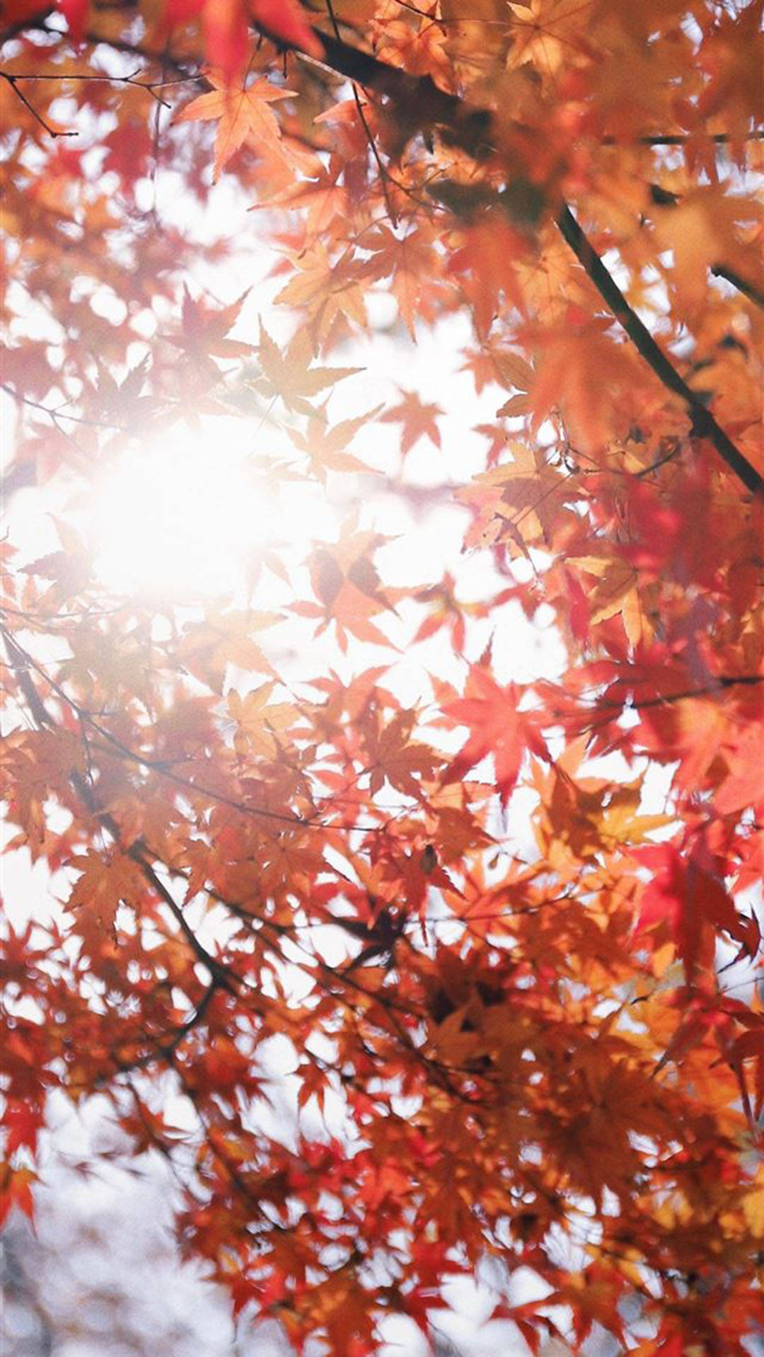Autumn Iphone Japanese Red Maple Tree Wallpaper