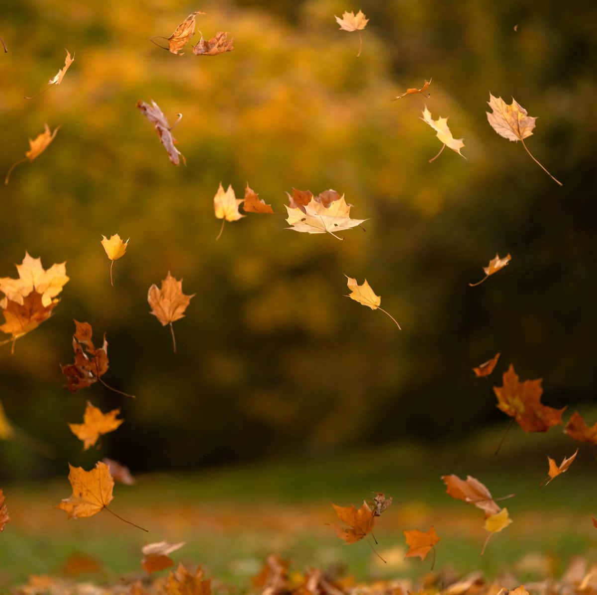 Autumn Leaves Falling In The Air Wallpaper