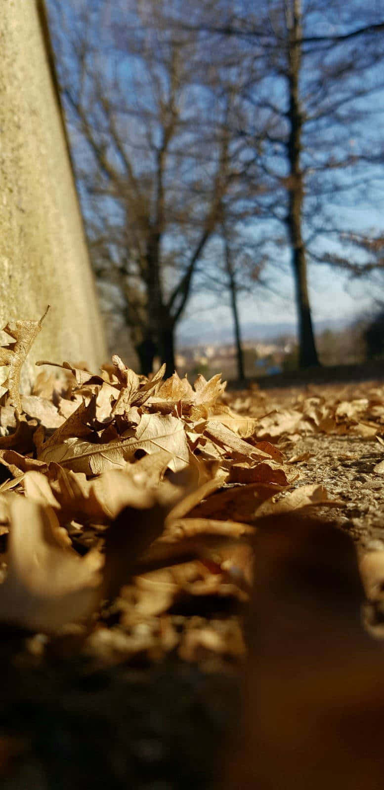 Autumn_ Leaves_ Ground_ Perspective.jpg Wallpaper