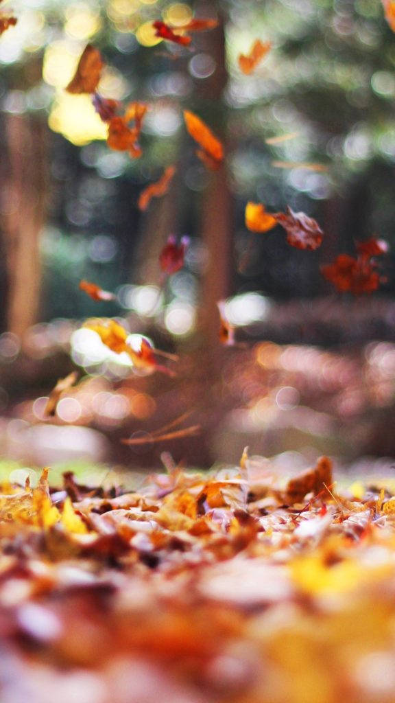 Autumn Leaves Iphone Wallpaper