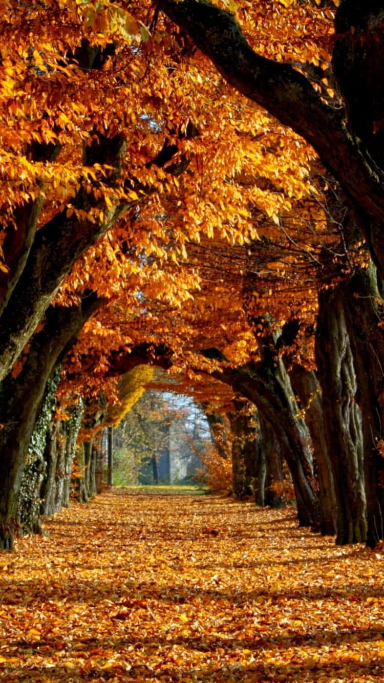 Autumn Leaves On The Ground In A Park Wallpaper