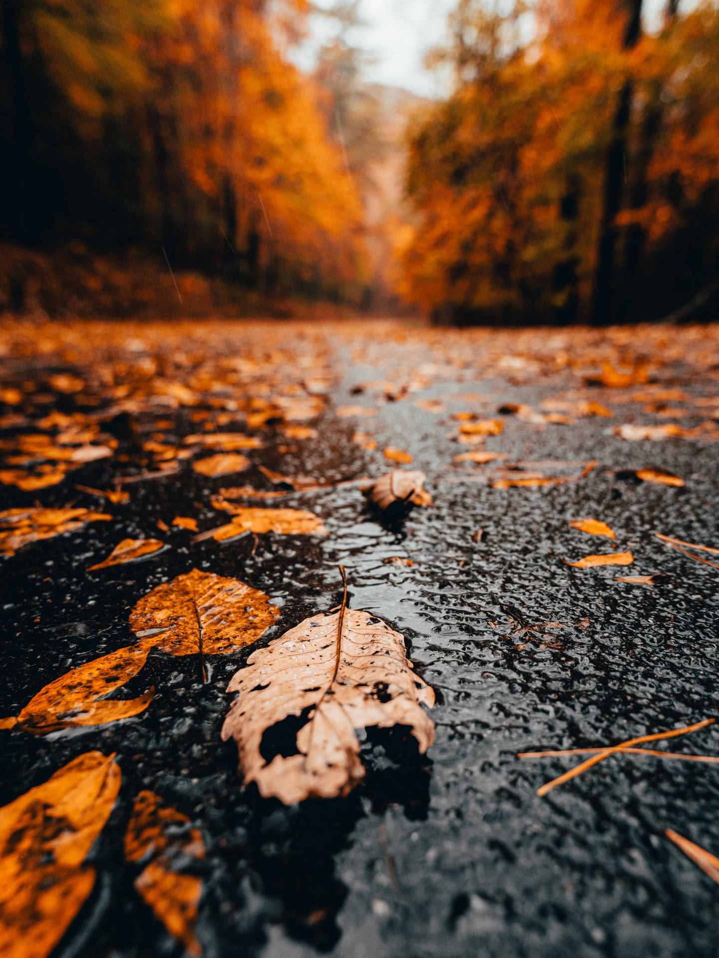 Download free “autumn Rain” Wallpaper - MrWallpaper.com