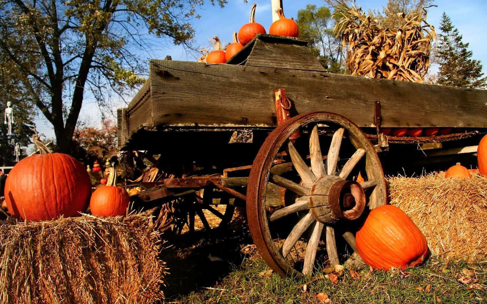 Autumn Splendor - A Pumpkin Surrounded By Its Leaves. Wallpaper