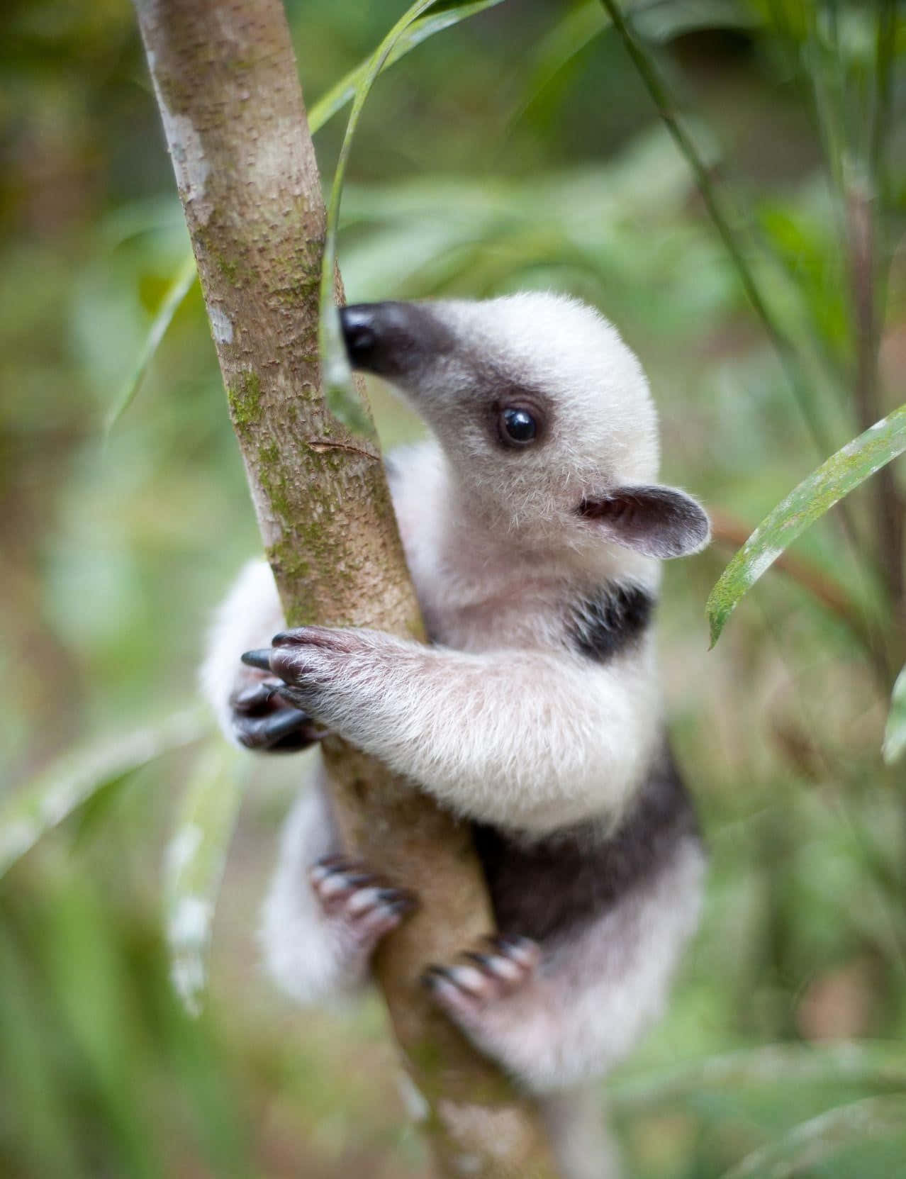 Baby Anteater Clinging To Tree Wallpaper