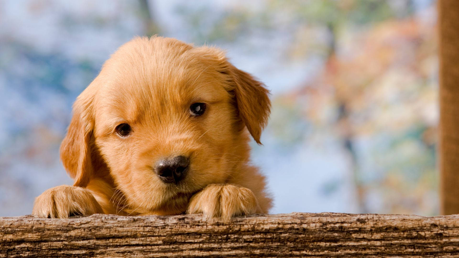 Baby Dog Rests On Wood Wallpaper