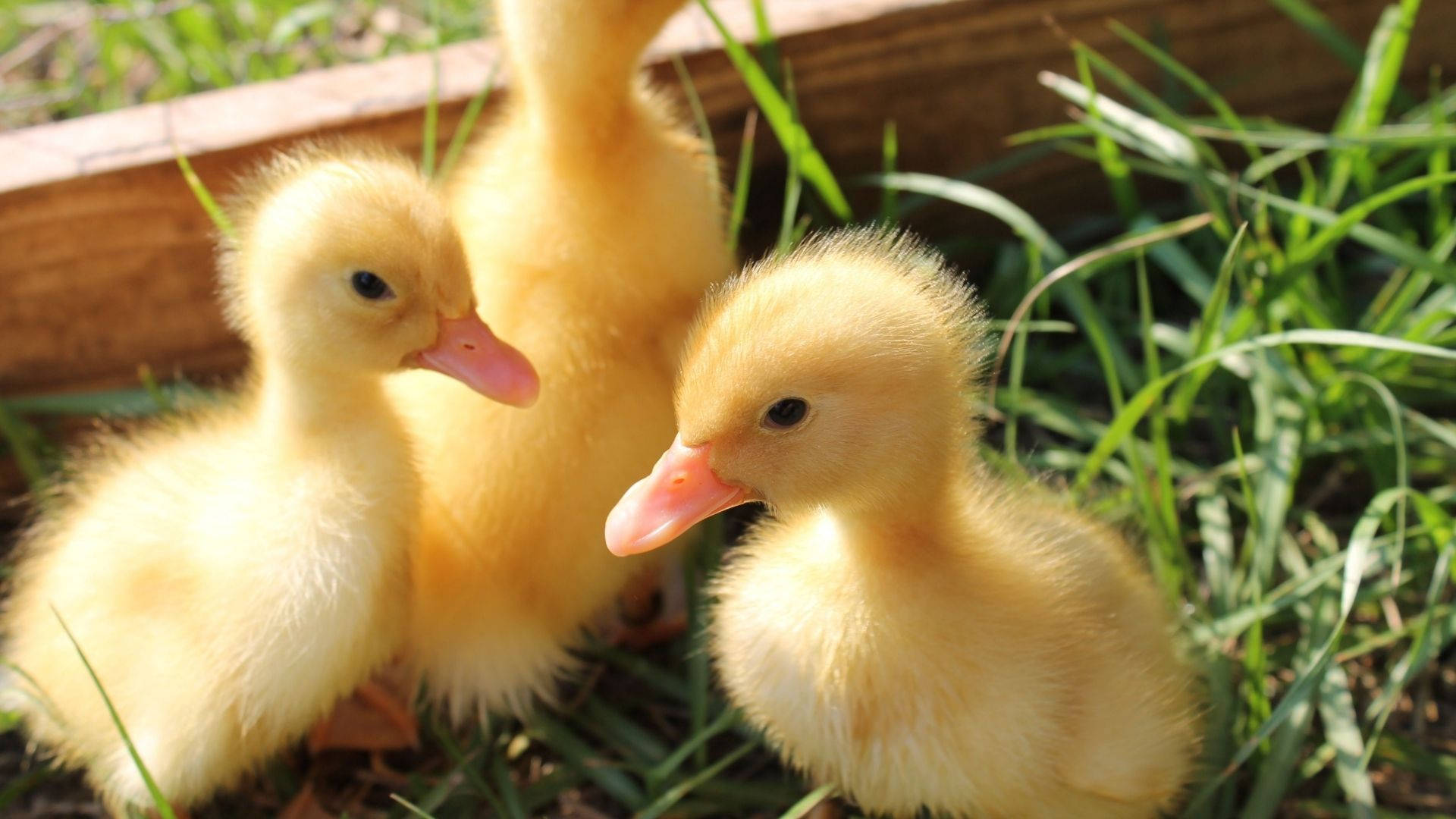 Download free Baby Ducks Trio Wallpaper - MrWallpaper.com