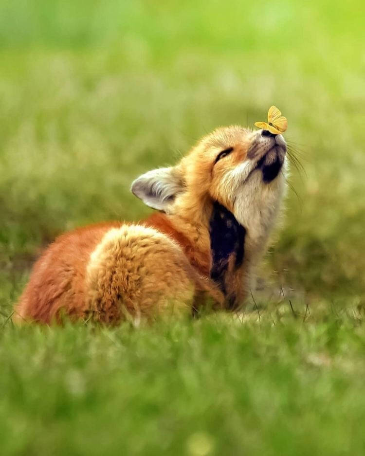 Baby Fox And Butterfly Wallpaper