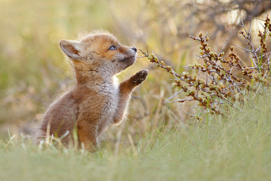 Baby Fox Nature Wallpaper