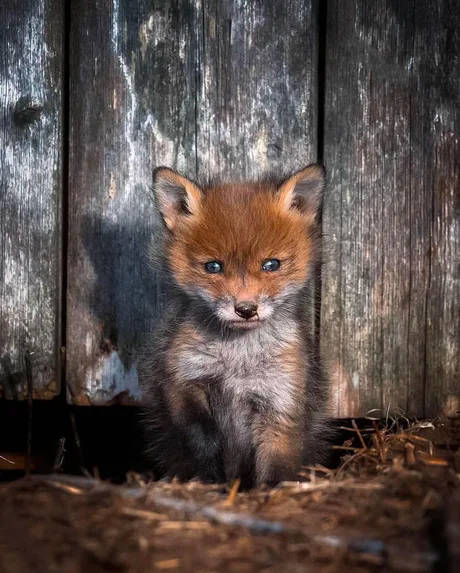 Baby Fox Portrait Wallpaper