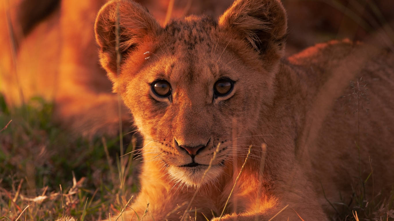 Baby Lion In The Sunset Wallpaper