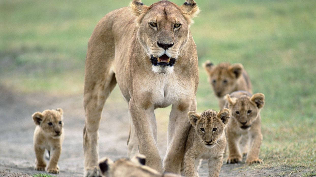 Baby Lions With Mother Lioness Wallpaper