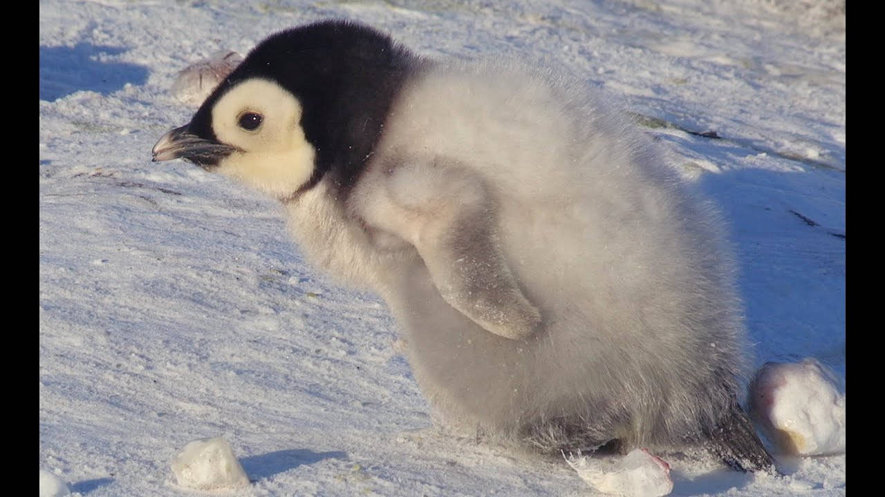 Baby Penguin Leaning Forward Wallpaper