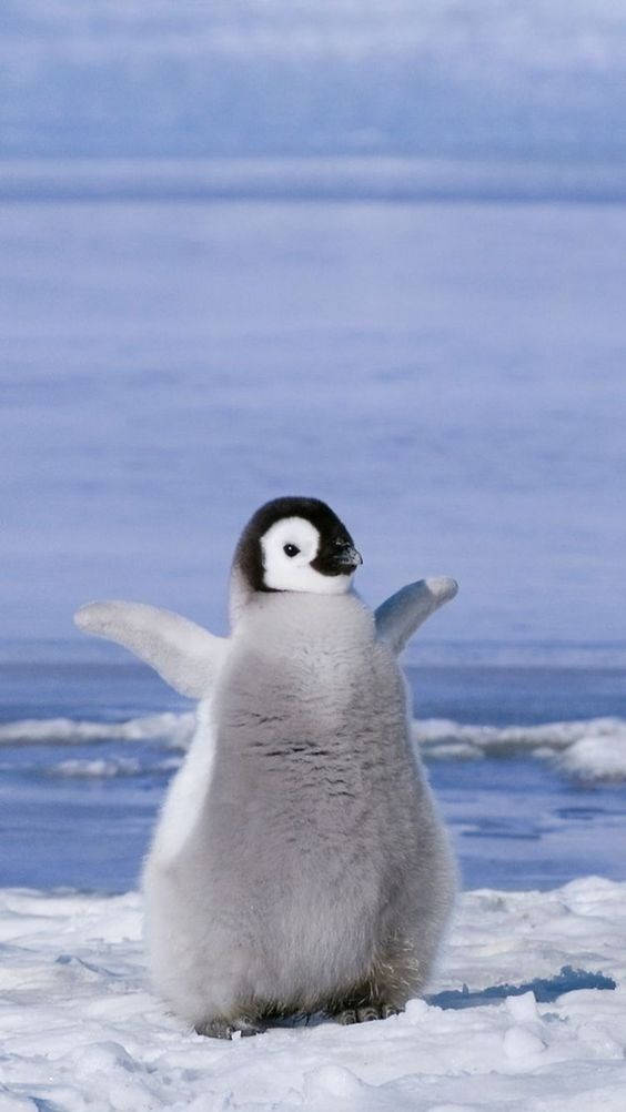 Baby Penguin With Raised Flippers Wallpaper