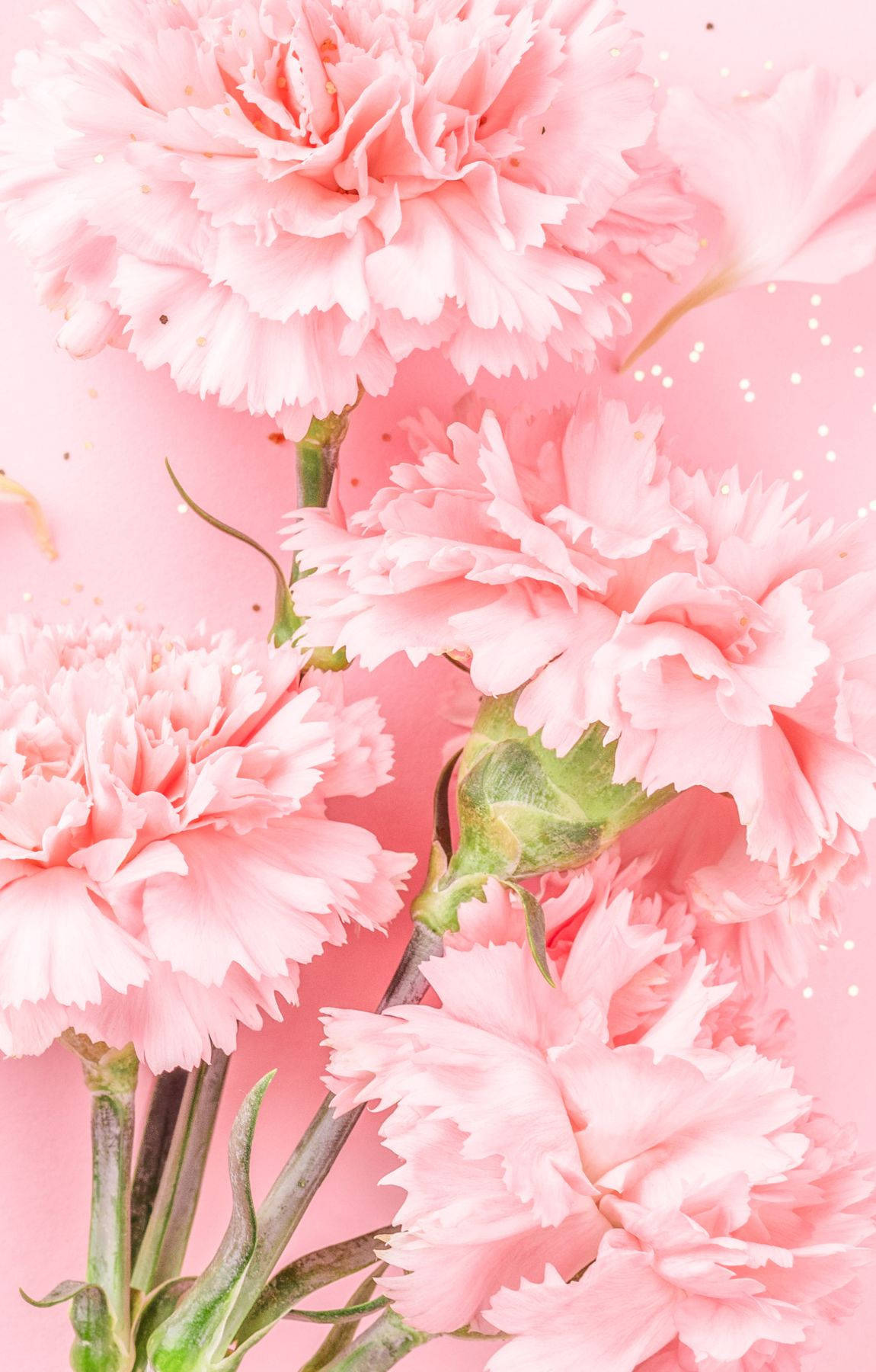 Baby Pink Carnation Flowers Wallpaper