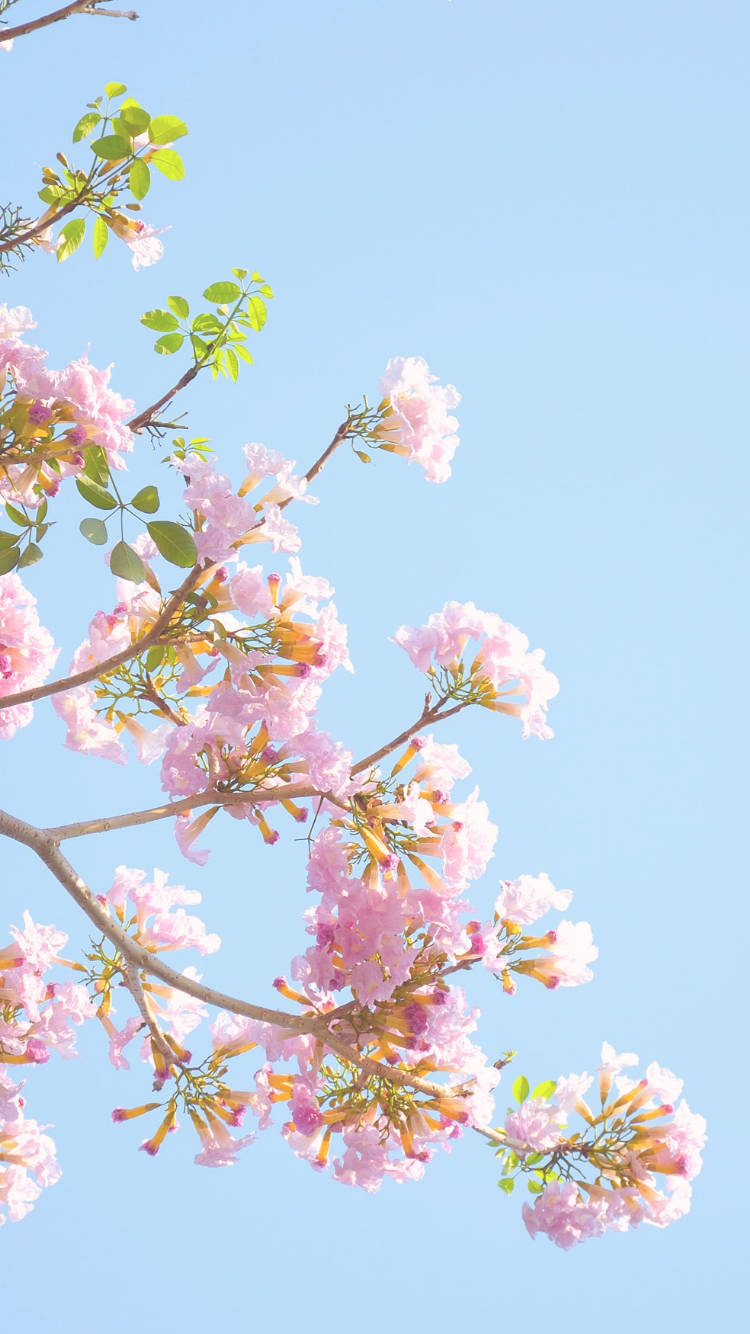 Baby Pink Flowers Aesthetic Sky Wallpaper