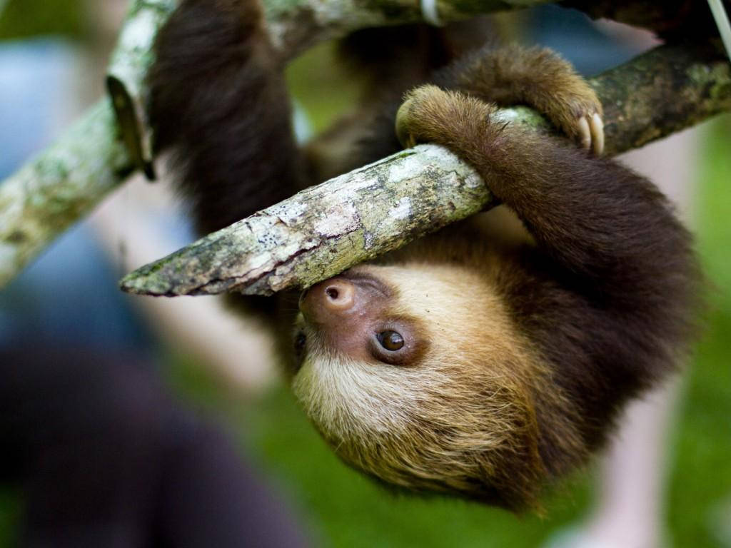 Baby Sloth Clinging On A Branch Wallpaper