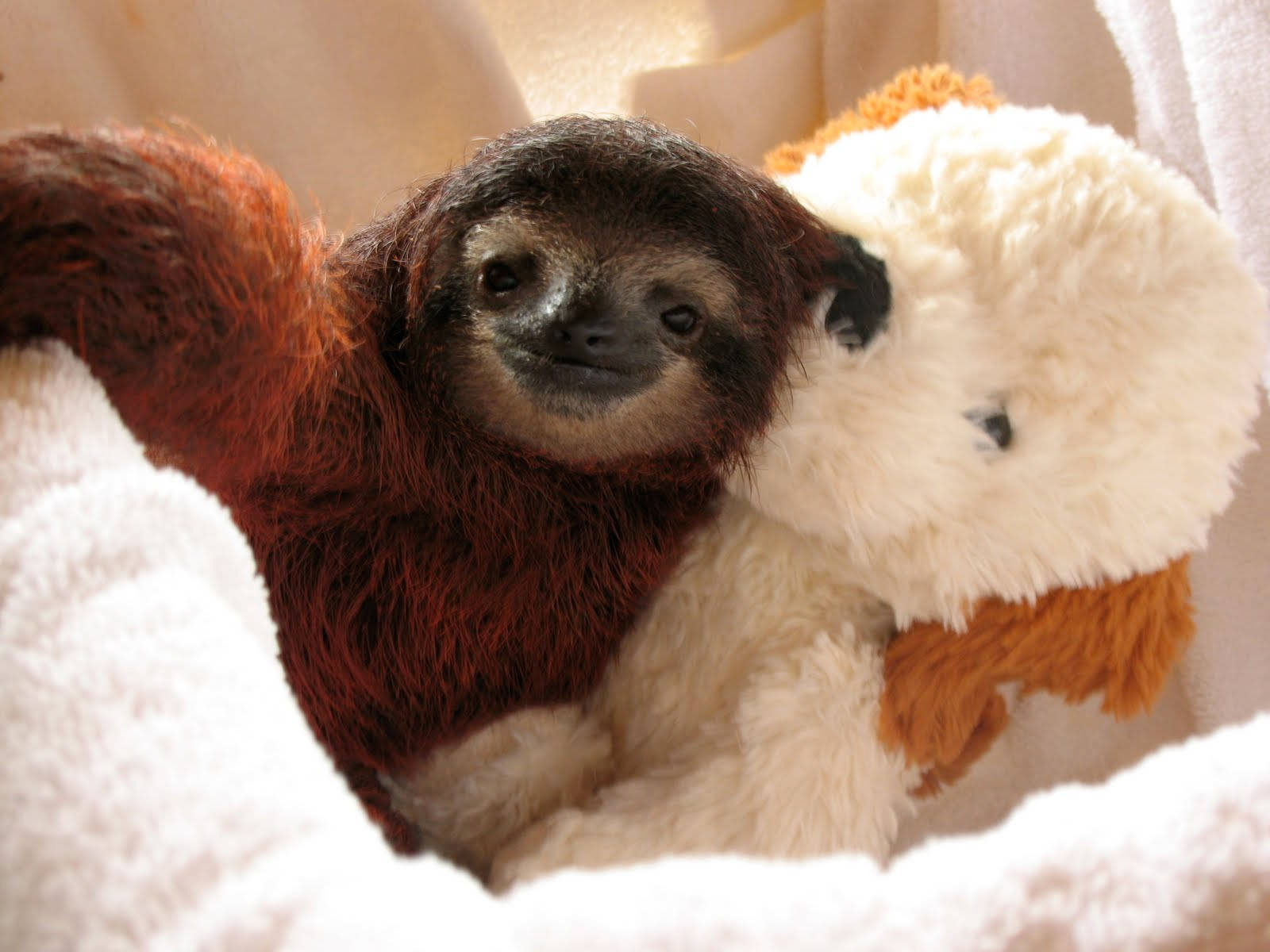 Baby Sloth With A Toy Wallpaper
