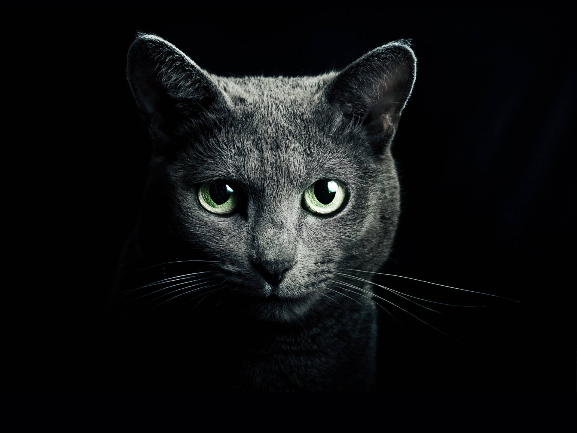 Background Black With Russian Blue Cat Wallpaper