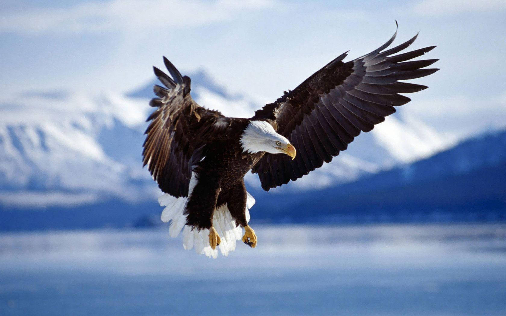 Badass Bird Bald Eagle Wallpaper