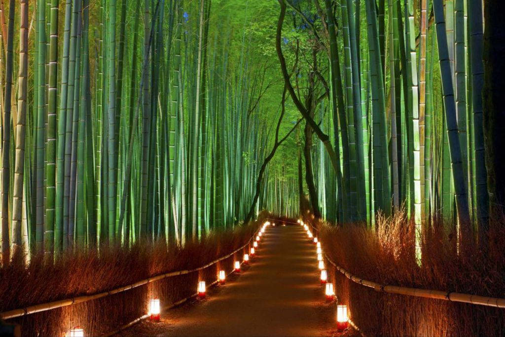 Bamboo 4k Garden With Lights Wallpaper