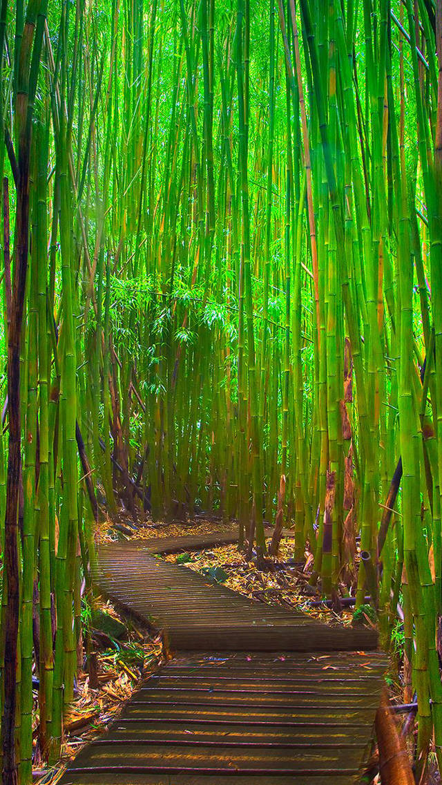 Bamboo Forest Iphone With Simple Pathway Wallpaper