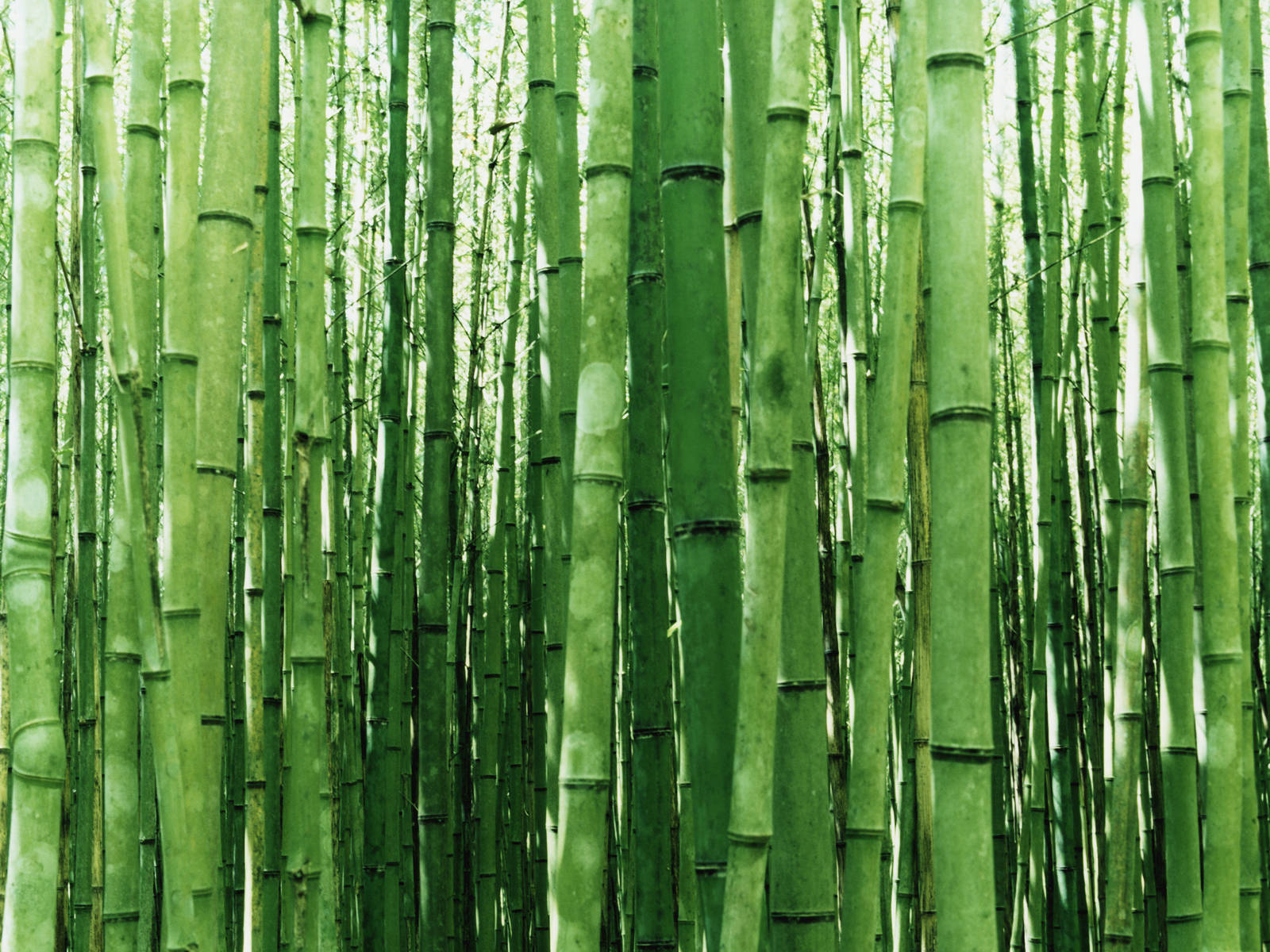 Bamboo Plant Poles Wallpaper