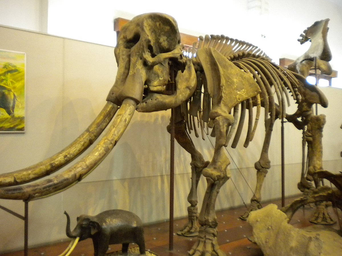 Bandung City Museum Mammoth Bones Wallpaper