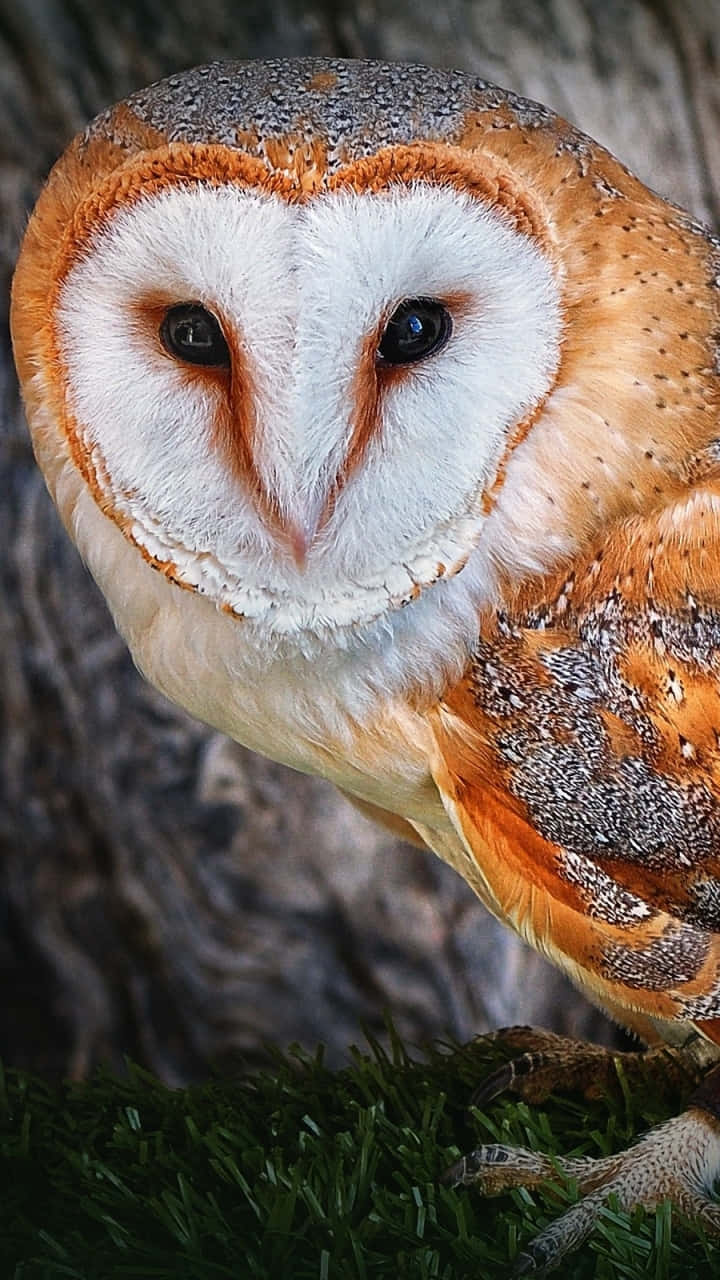 Barn Owl - Hd Wallpaper Wallpaper