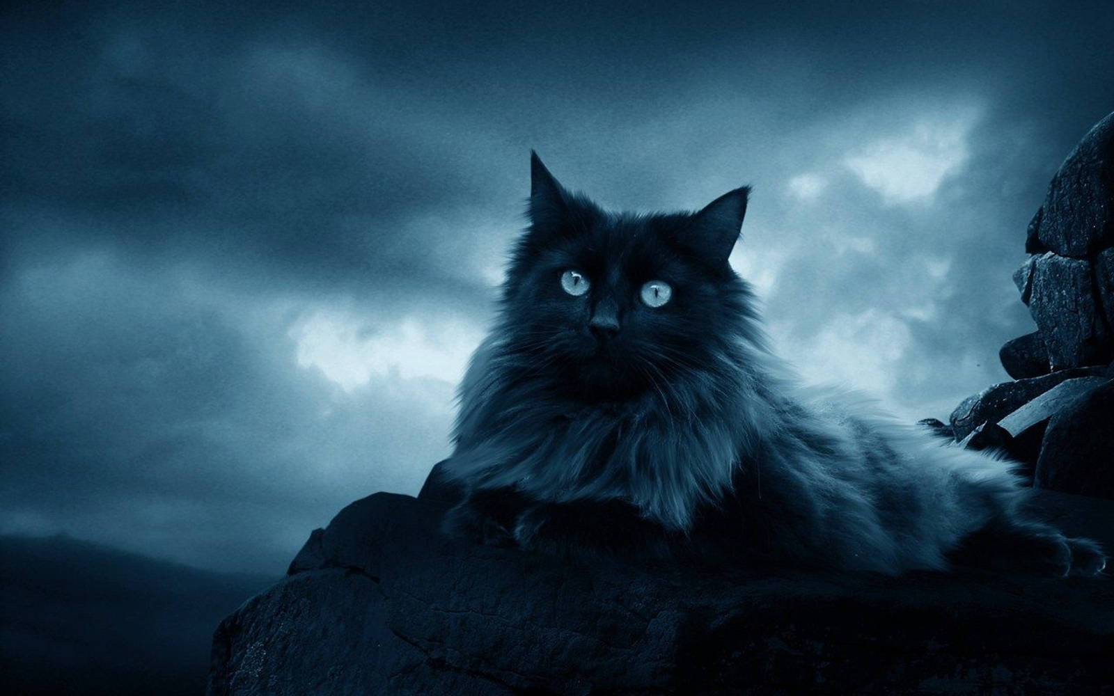 Beautiful Cat In Black Sea Rock Wallpaper
