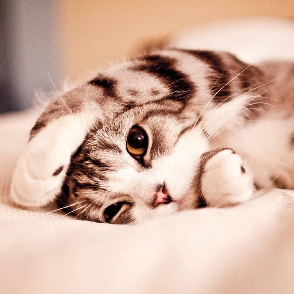 Beautiful Cat In Fluffy Bed Wallpaper