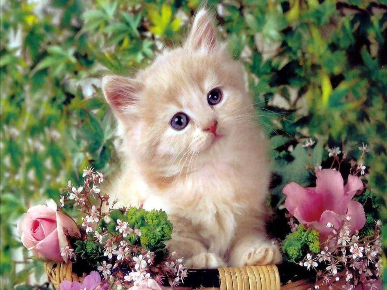 Beautiful Cat In Pink Flower Basket Wallpaper