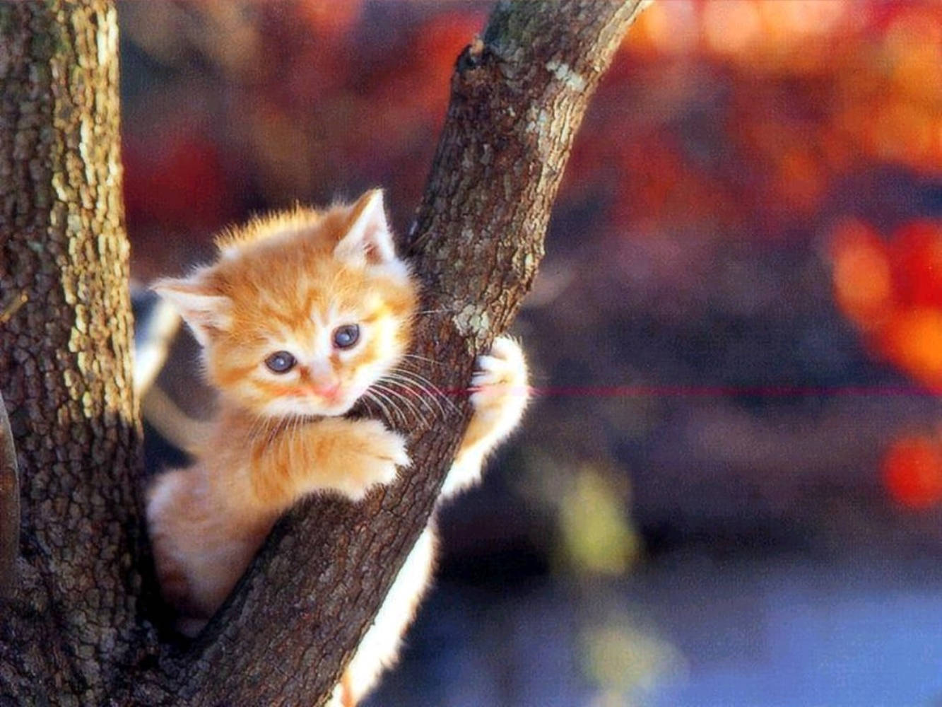 Beautiful Cat In Tree Branch Wallpaper