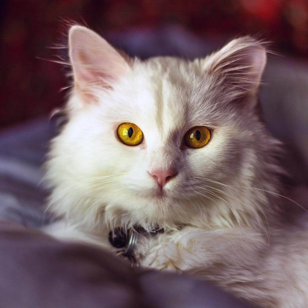 Beautiful Cat With Yellow Eyes Wallpaper