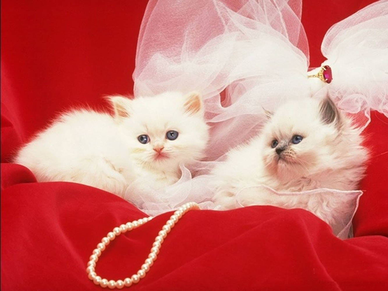 Beautiful Cats With White Pearl Necklace Wallpaper