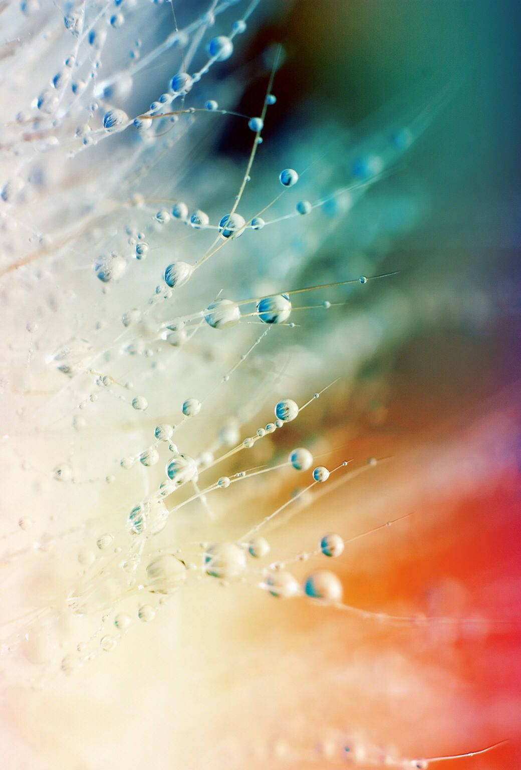 Beautiful Cool Dew Drops Wallpaper