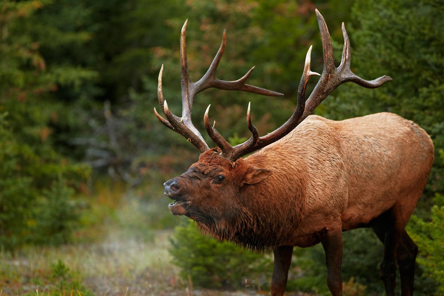 Beautiful Elk Wallpaper