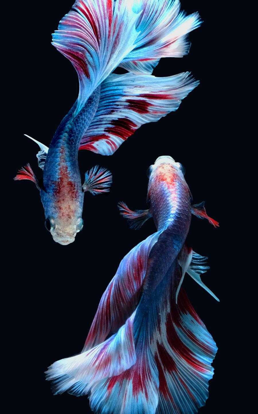 Beautiful Fish Dancing Wallpaper