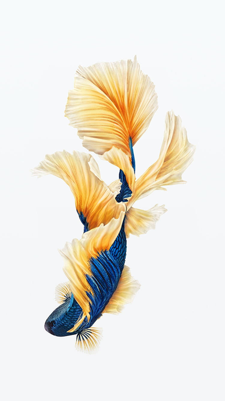 Beautiful Fish Painting Wallpaper