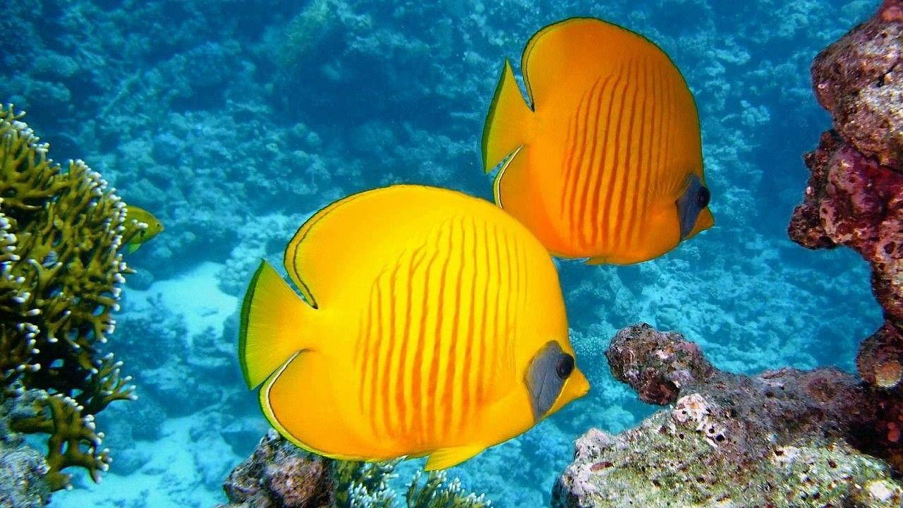 Beautiful Fish Yellow Wallpaper