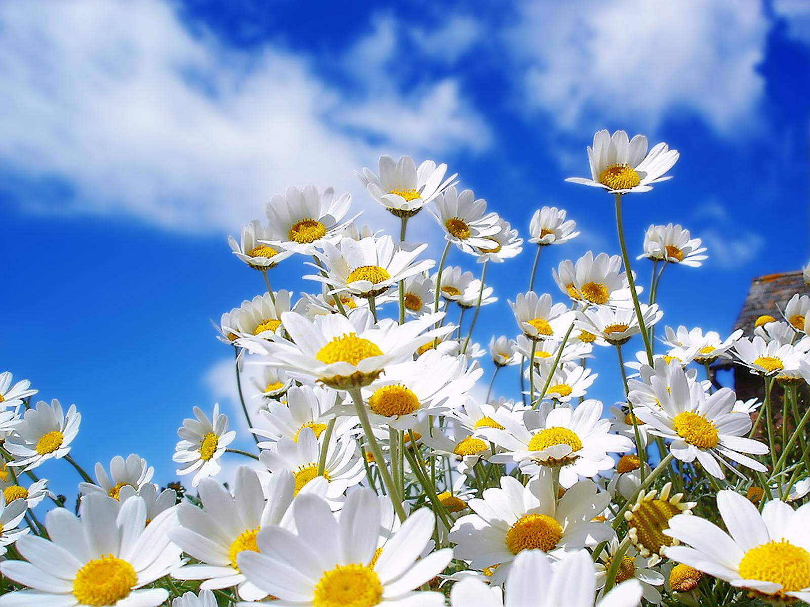 Beautiful Flower Daisies Against The Sky Wallpaper