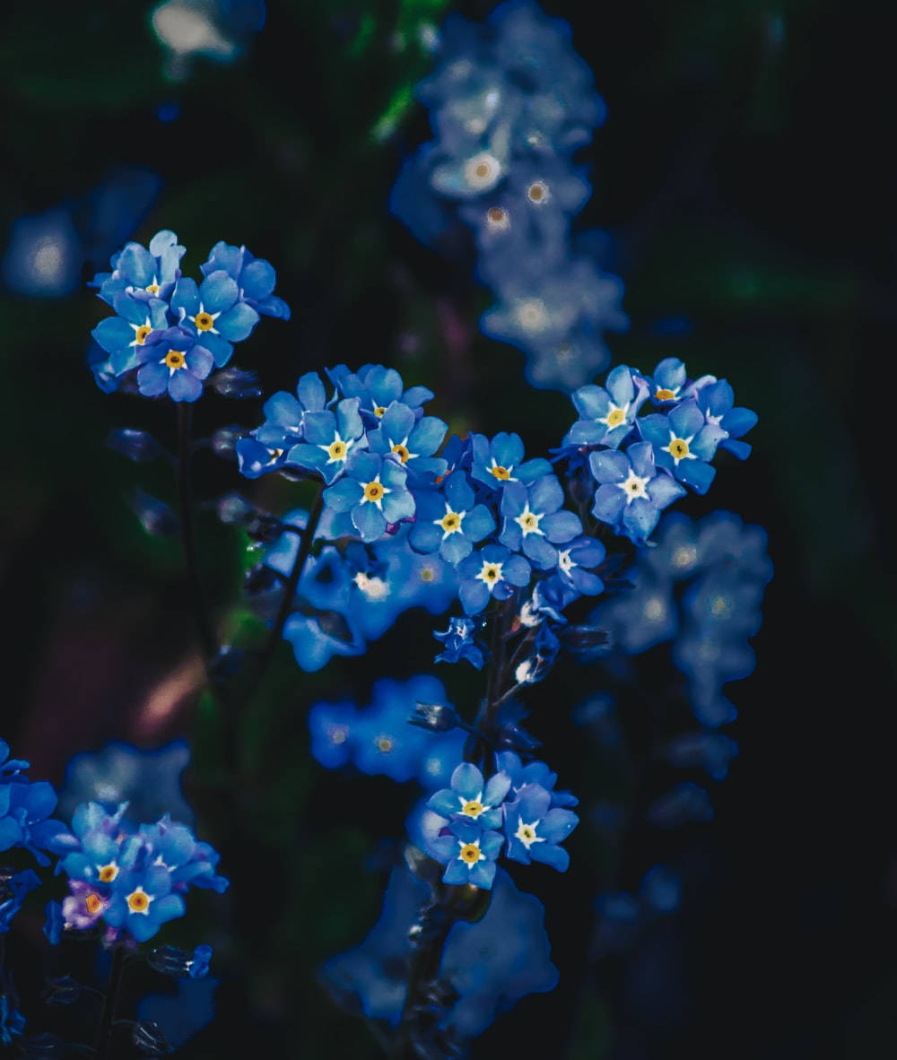 Beautiful Forget Me Not Flowers Wallpaper