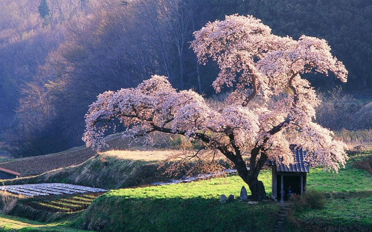 Beautiful Hd Cherry Blossom Tree Wallpaper
