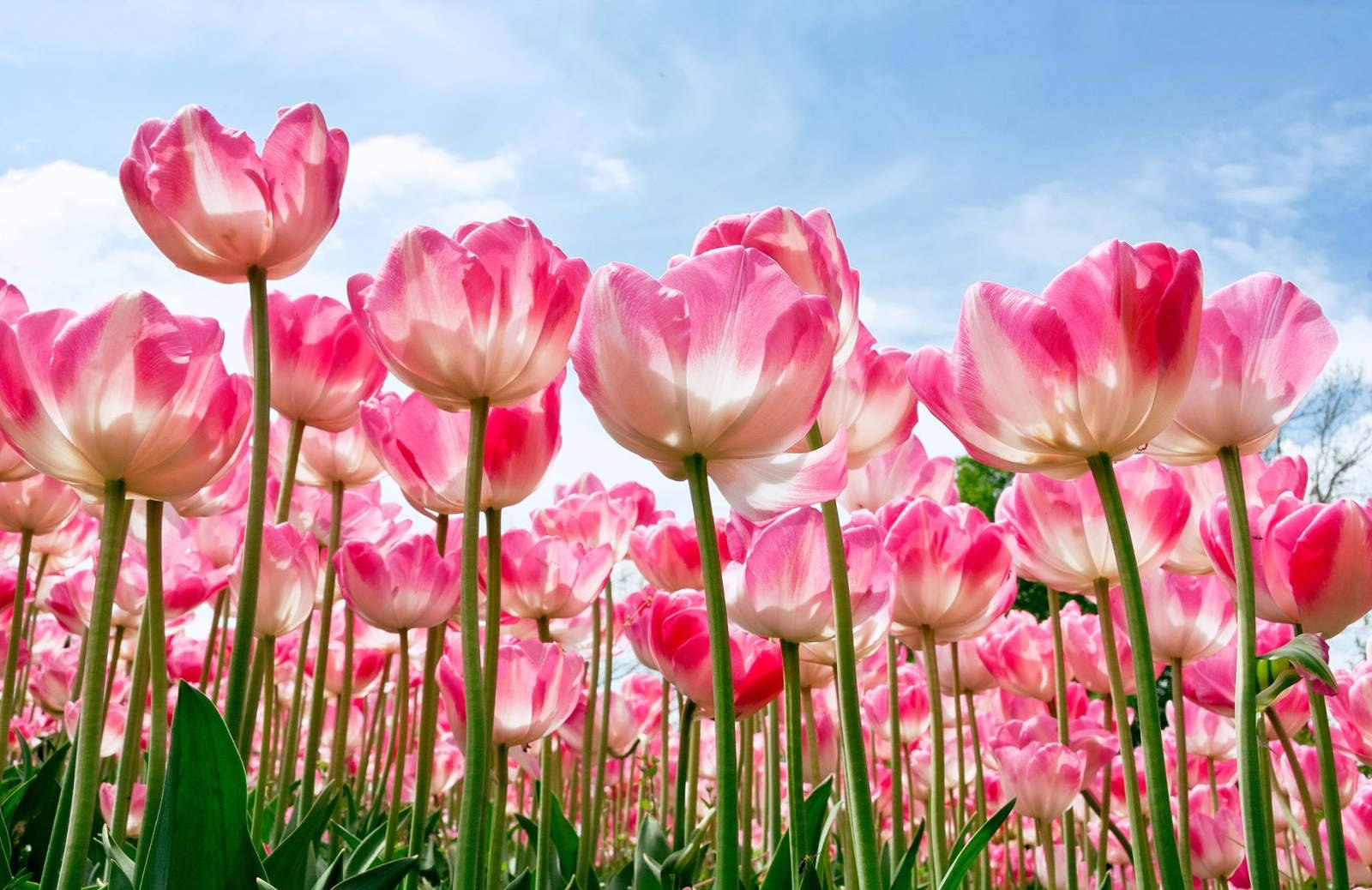 Beautiful Hd Pink Tulips Wallpaper