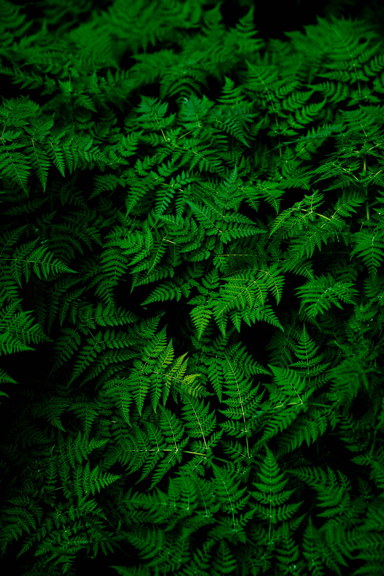 Beautiful Nature Fern Leaves Wallpaper