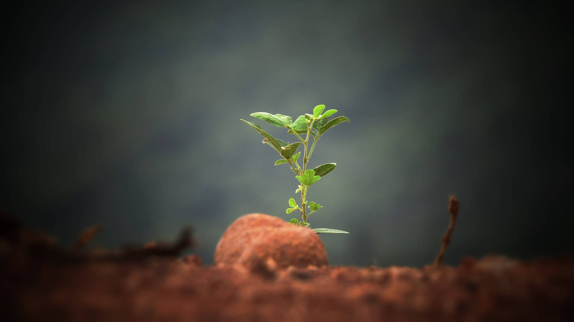 Beautiful Nature Plant On Rock Wallpaper