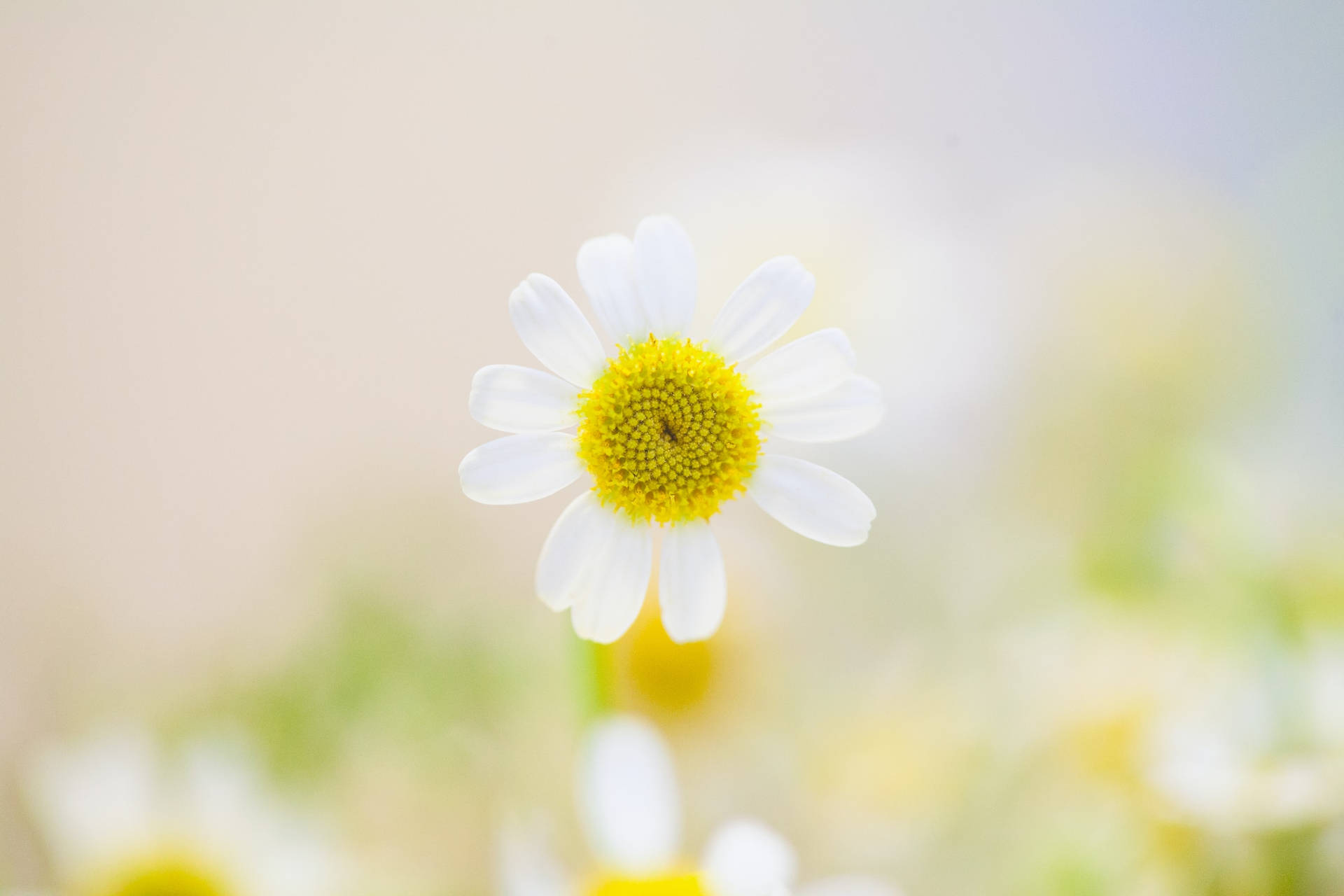 Beautiful Nature White Flower Wallpaper